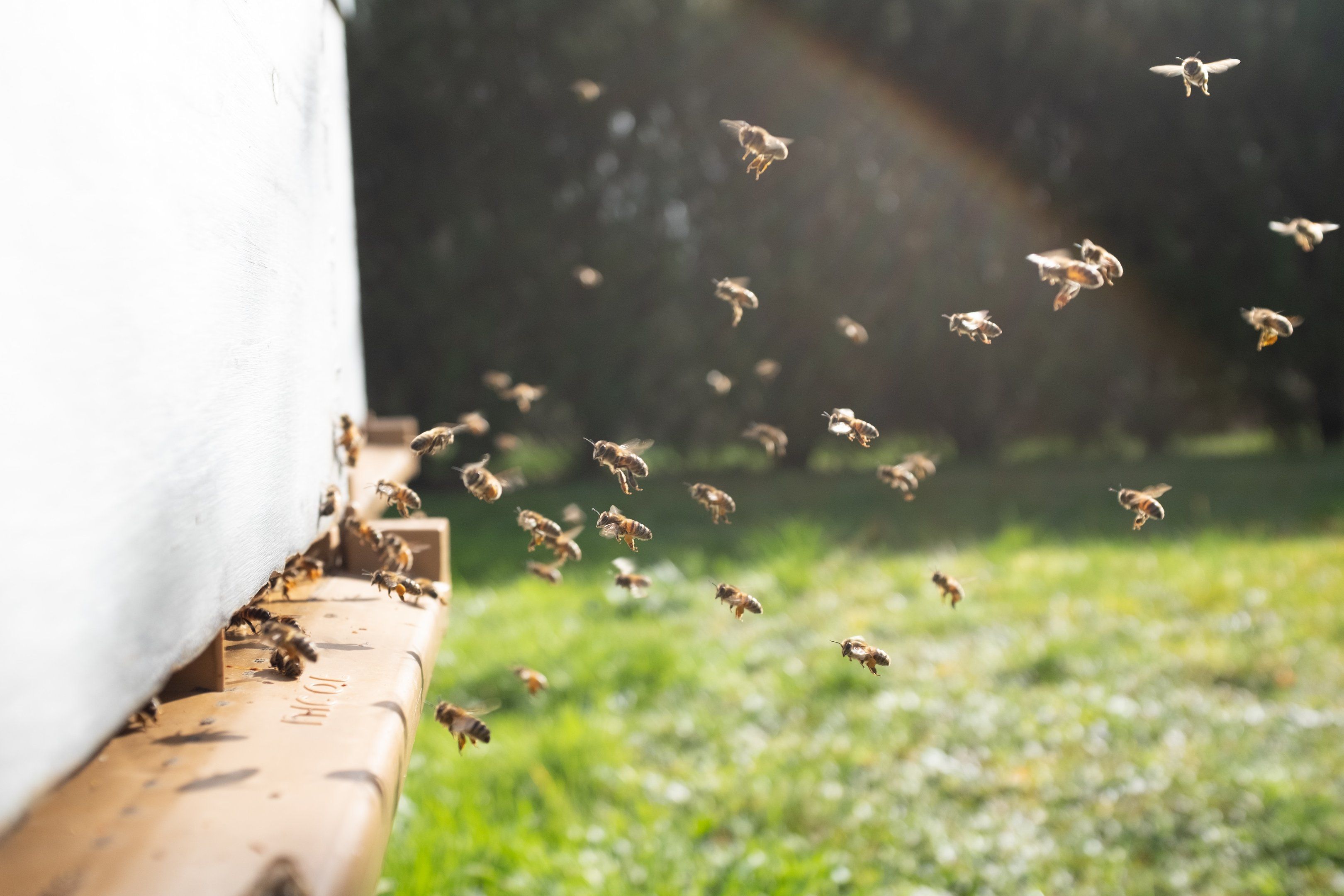 Bees flying around the entrance of a white beehive in a green meadow