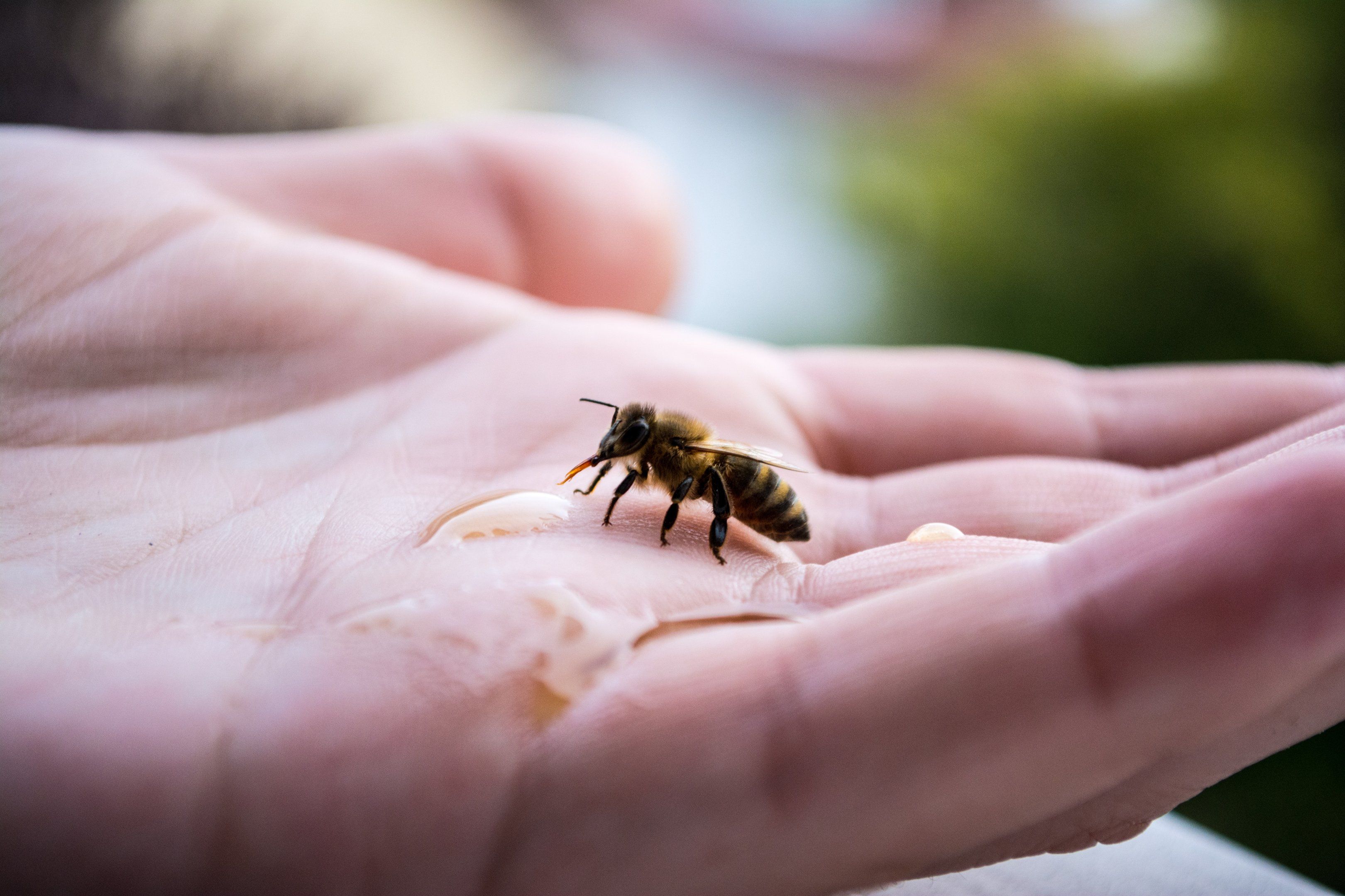A honey bee on an open hand next to a drop of honey